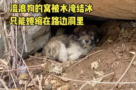 北京雪后，流浪狗的窝被水淹结冰，只能蜷缩在路边洞里，太可怜了视频封面