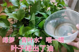 养绿萝，自制“青叶水”5天喂一次，一个月不用管，叶子绿流油。视频封面