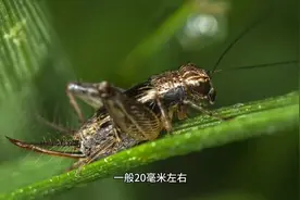 蝈蝈与蛐蛐吹牛皮，你知道它们的区别吗？视频封面