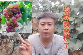你家葡萄为啥没成熟就会烂掉？这几种病害很严重，发现赶紧治视频封面