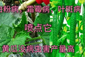 黄瓜生病虫害不要乱喷农药，给它喷点东西，长势壮没病虫害产量高