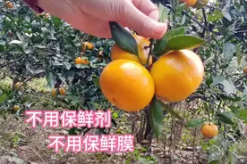 分享奶奶保存桔子的土方法，不花一分钱，存到过年比新鲜的还甜视频封面