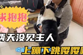 边牧两天没见主人，见到后满屋的上蹦下跳嘤嘤嘤，狗狗撒娇求抱抱视频封面