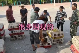 在农村100块4只大母鸡你买过没有，太划算了一起来看看这鸡有多大