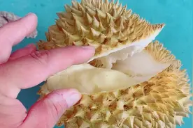 山东临沂水果批发市场榴莲10多块钱一斤，什么原因这么便宜视频封面