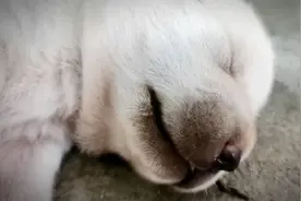 出生第9天的狗狗最喜欢干嘛？