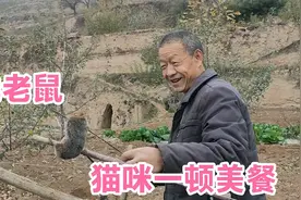 老父亲用传统弓箭，抓了一只害庄稼的“地老鼠”，猫咪的一顿大餐视频封面