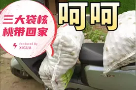 石家庄南二环边大片核桃没人摘，搞了三麻袋回家！视频封面