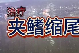 如何治疗孔雀鱼小亚成夹鳍缩尾视频封面