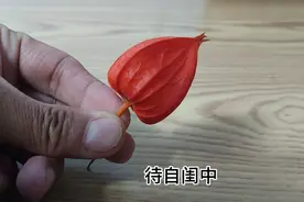 含苞欲放待字闺中视频封面