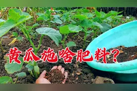 黄瓜施啥肥料好？这几种肥混合拌匀撒一撒，秧结瓜多压满枝没病视频封面