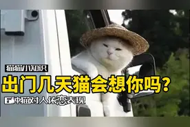 出远门几天，回家就出现猫吸人了…