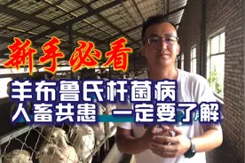 你真正掌握布病是什么吗？该如何防治？给羊检测布病最简单的方法