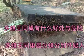 多蜂王同巢有什么好处与危险，多蜂王同巢最分蜂分到怀疑人生。视频封面