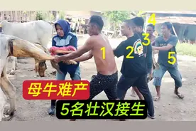 简单粗暴，母牛难产，一名女子带着5名壮汉帮其接生#动物世界视频封面