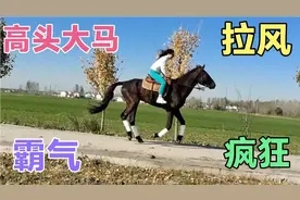 女人骑马真是不一般，太漂亮了，高头大马真是太酷了视频封面