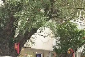 原汁原味的青海回族婚礼一一小花脸唱花儿搞怪婆家人