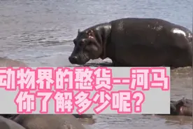动物界的憨憨货，你知道它是谁吗？视频封面