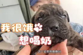 月子期的狗妈妈突然不想喂奶了，到底是什么是什么原因？视频封面