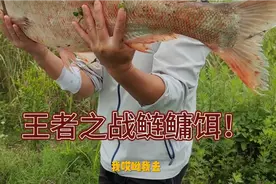王者之战定制鲢鳙饵料究竟怎么样？对比天元邓刚鲢鳙谁胜谁负？视频封面