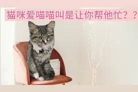 小猫咪朝着你“喵喵喵”是在提醒你，希望能1步到位解决他的问题视频封面