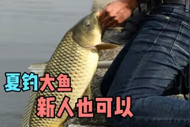 夏季钓大鱼最关键是守，记住五个步骤，新人也可以满弓拉大鱼视频封面