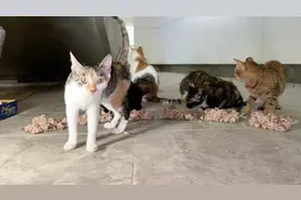 商场内住着一群流浪猫，商铺出租了流浪猫大迁徙，活着就是幸运