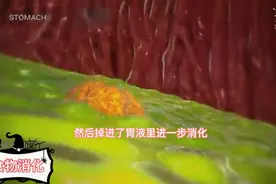 食物消化的全过程展示，看完很过瘾！