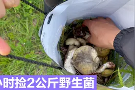 到沾益老家大山里捡菌子，才捡了2小时就收获颇丰，可真有感觉啊视频封面