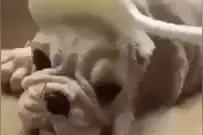 你们需要的网络表情包我找到了 。拿去拿去