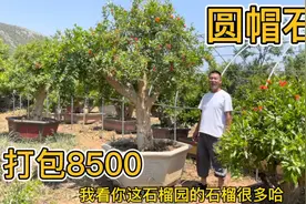 石榴树：被称为庭院首选果树品种，8500元的圆帽石榴，这价能买吗视频封面