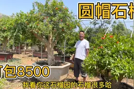 石榴树：被称为庭院首选果树品种，8500元的圆帽石榴，这价能买吗视频封面