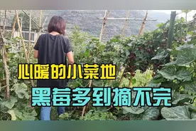 我的菜地虽然很小，每年却是收获累累，今年的黑莓更是多到摘不完视频封面