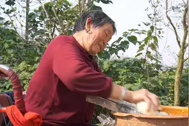 奶奶拉的红薯渣澄的红薯淀粉，做成凉粉炒炒吃，味道好极了！视频封面