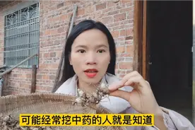 今天跟继父上山挖了“止血之王”白芨，肺出血的克星，今天赚大了