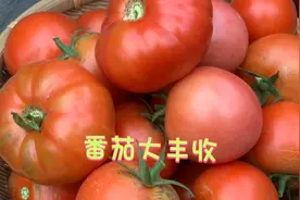 种了几个月的番茄几棵就摘了5斤多，这是三个品种番茄，马蹄最靓视频封面