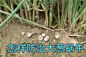 雨季快到了，蜗牛对大葱的危害很严重，用这个土办法对付蜗牛很灵视频封面