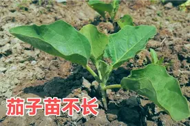 移栽茄子秧苗叶片发黄不长？浇水松土茄子苗长得旺，病害少结的多视频封面