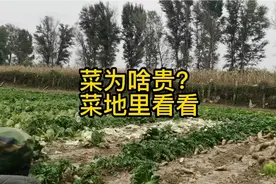菠菜为啥卖10几块？太原菜农讲原因，5月份就想坐在地里大哭一场
