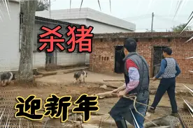 杀猪迎新年啦！不喂饲料，散养几个月的猪就是漂亮