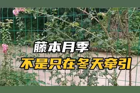 想藤本月季小苗长得快，不能只在冬天横拉！全年不分季节随时牵引视频封面