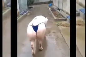 盘点一下10大搞笑表情包，最后一张一定能笑到你肚子疼