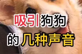 狗叫声吸引狗狗的几种声音视频封面