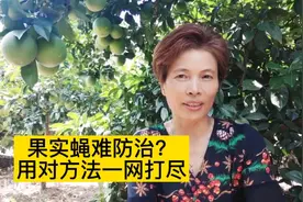 果实蝇入侵果园提早知道，用对方法一网打尽，省时省工效果好