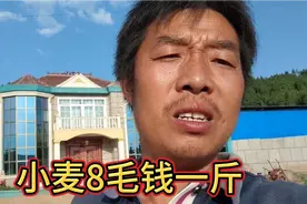 28水分的小麦8毛钱一斤，我真的不想卖，还不如留着喂羊，喂鱼视频封面