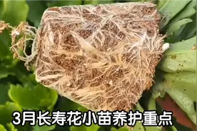 3月月养护长寿花小苗，想让它后期分枝多，花开爆盆，学会这样养视频封面