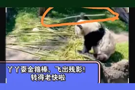 丫丫耍金箍棒，飞出残影，转得老快啦！国内大熊猫好多在啃大胖笋视频封面
