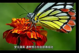 周公解梦之梦见蔬菜视频封面