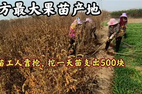 北方80％的果苗产自这里，挖苗最忙季节工人难找，挖一天苗500块视频封面