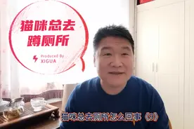 猫咪总去厕所怎么回事？